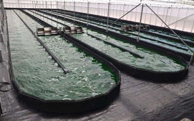 Après l’électricité verte, Jean-Marie Santander cultive l’algue bleue !